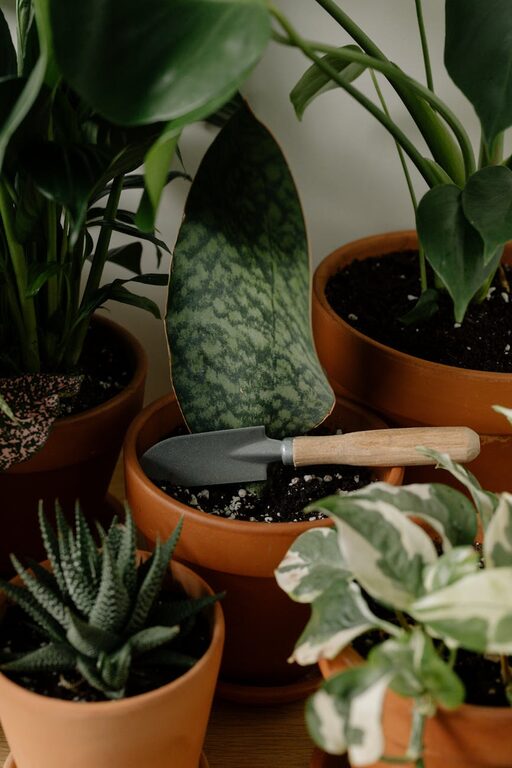 Tips for Maintaining a Healthy Indoor Plants Collection Throughout the Year